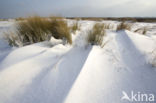 Marram (Ammophila arenaria)