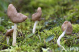 Holsteelkluifzwam (Helvella elastica)