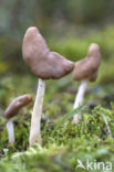 Holsteelkluifzwam (Helvella elastica)