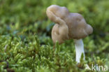 Holsteelkluifzwam (Helvella elastica)