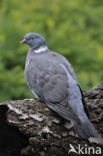 Wood Pigeon