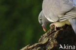 Wood Pigeon