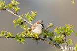 Huismus (Passer domesticus) 