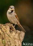 Huismus (Passer domesticus) 