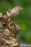 Huismus (Passer domesticus) 