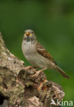 Huismus (Passer domesticus) 