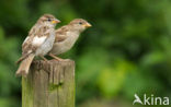 Huismus (Passer domesticus) 