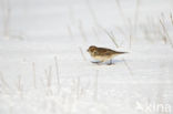 Lapland Bunting (Calcarius lapponicus)