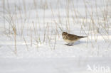 Lapland Bunting (Calcarius lapponicus)