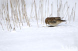 Lapland Bunting (Calcarius lapponicus)