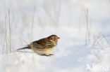 Lapland Bunting (Calcarius lapponicus)