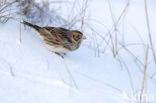 Lapland Bunting (Calcarius lapponicus)