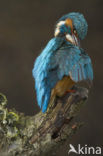 Kingfisher (Alcedo atthis)