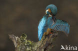 Kingfisher (Alcedo atthis)