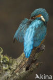 Kingfisher (Alcedo atthis)