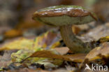 Kastanjeboleet (Boletus badius)