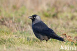 Eurasian Jackdaw (Corvus monedula)