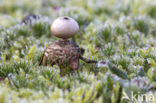 Kleine aardster (Geastrum minimum) 