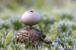 Geastrum minimum