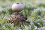 Geastrum minimum