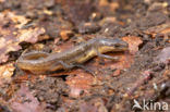 Kleine watersalamander (Triturus vulgaris)