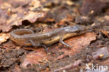 Kleine watersalamander (Triturus vulgaris)