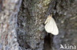 Kleine wintervlinder (Operophtera brumata)