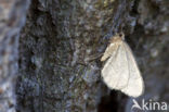 Kleine wintervlinder (Operophtera brumata)