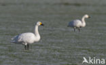 Kleine zwaan (Cygnus bewickii)