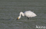 Kleine zwaan (Cygnus bewickii)