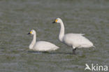 Kleine zwaan (Cygnus bewickii)