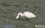 Kleine zwaan (Cygnus bewickii)