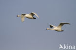Bewick s Swan (Cygnus bewickii)