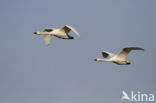 Kleine zwaan (Cygnus bewickii)