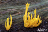 Kleverig koraalzwammetje (Calocera viscosa)