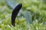 Glutinous Earthtongue (Geoglossum glutinosum)