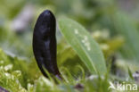 Glutinous Earthtongue (Geoglossum glutinosum)