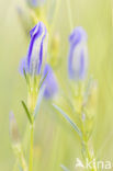 Klokjesgentiaan (Gentiana pneumonanthe) 