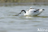 Pied Avocet (Recurvirostra avosetta)