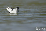 Pied Avocet (Recurvirostra avosetta)