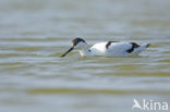 Pied Avocet (Recurvirostra avosetta)