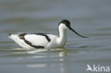 Pied Avocet (Recurvirostra avosetta)