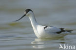 Pied Avocet (Recurvirostra avosetta)