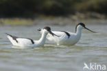 Pied Avocet (Recurvirostra avosetta)