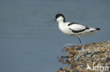 Pied Avocet (Recurvirostra avosetta)