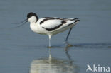 Pied Avocet (Recurvirostra avosetta)