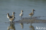 Pied Avocet (Recurvirostra avosetta)