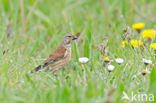 Kneu (Carduelis cannabina) 