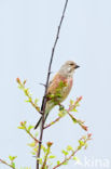 Kneu (Carduelis cannabina) 