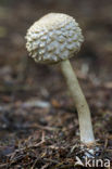 Knolparasolzwam (Macrolepiota rachodes)